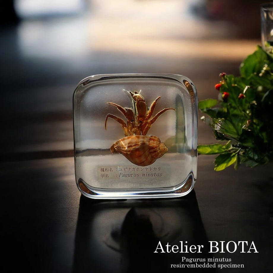ユビナガホンヤドカリ樹脂封入標本 L (木製標本箱入り) | Atelier BIOTA
