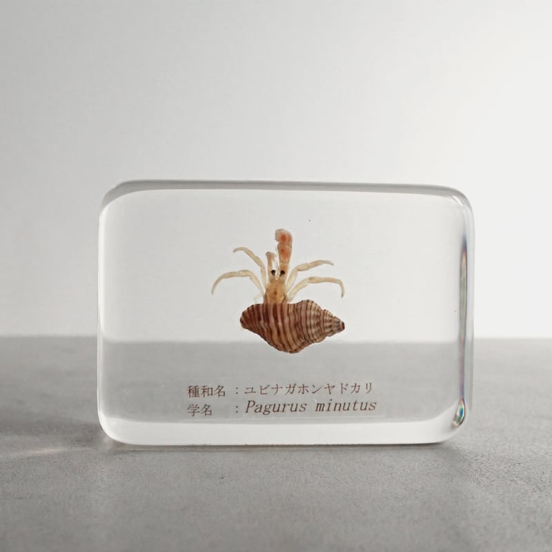 ユビナガホンヤドカリ樹脂封入標本 M (木製標本箱入り) | Atelier BIOTA