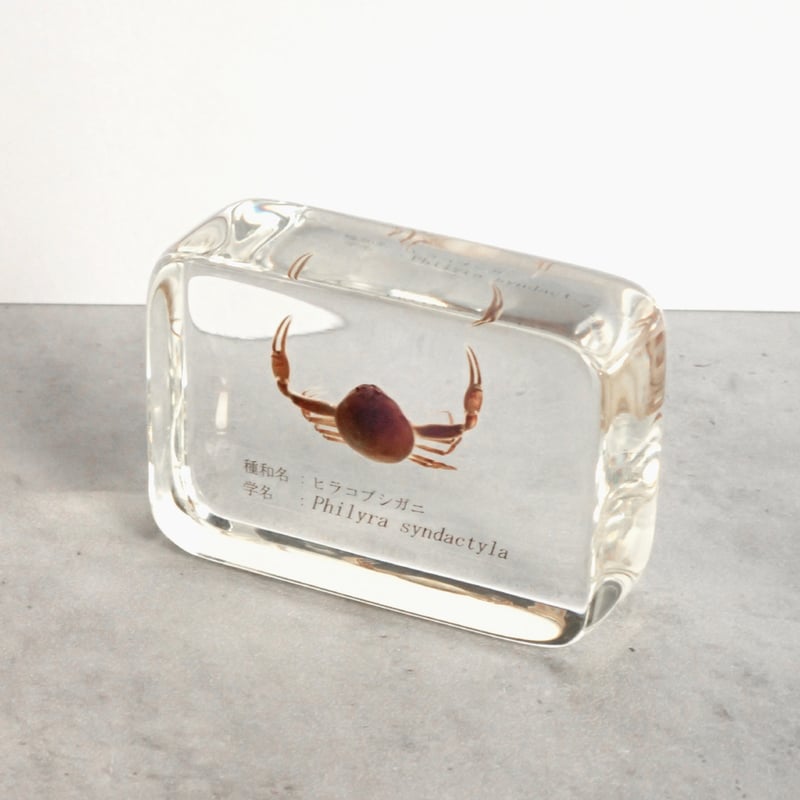 シ*ン様 カブトガニ 標本 木製ケース入り　国産 カブトガニ 標本 木製ケース入り 国産 シ*ン様 カブトガニ 標本