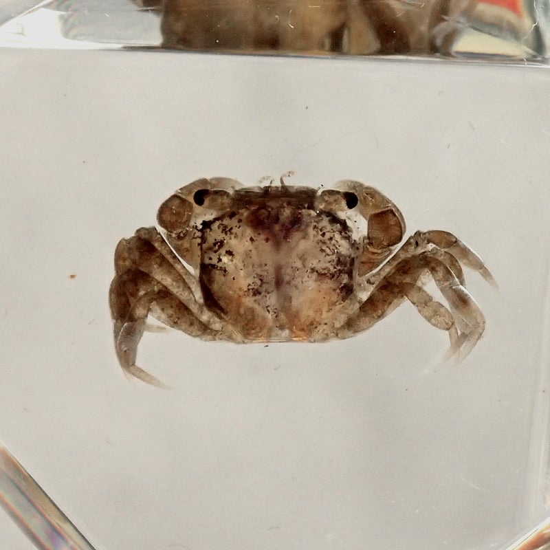 カニ類樹脂封入標本 C (木製標本箱入り) | Atelier BIOTA