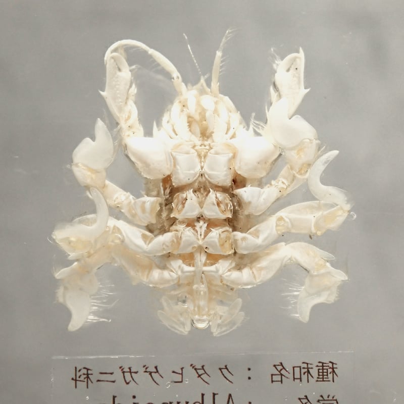 クダヒゲガニ 標本 約5cm カニ　乾燥標本　甲殻類 クダヒゲガニ 標本 約5cm カニ 乾燥標本 甲殻類 - メルカリ