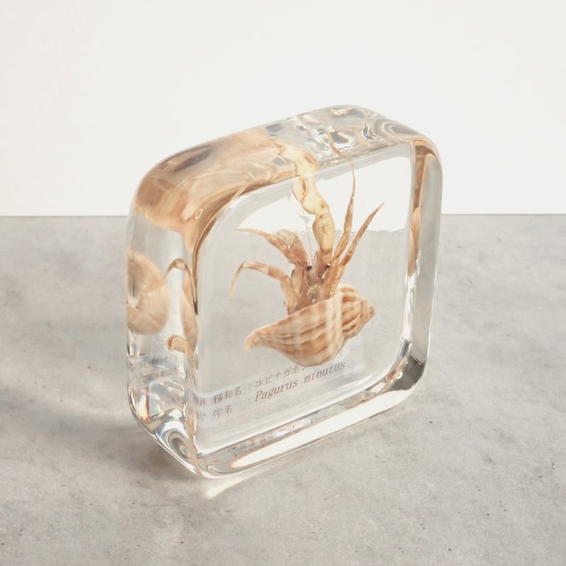 ユビナガホンヤドカリ樹脂封入標本 L (木製標本箱入り) | Atelier BIOTA