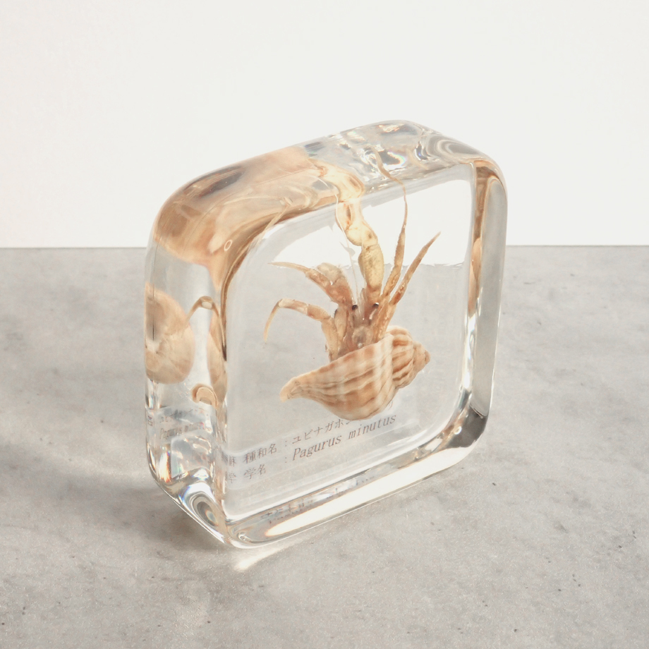 ユビナガホンヤドカリ樹脂封入標本 L (木製標本箱入り) | Atelier BIOTA