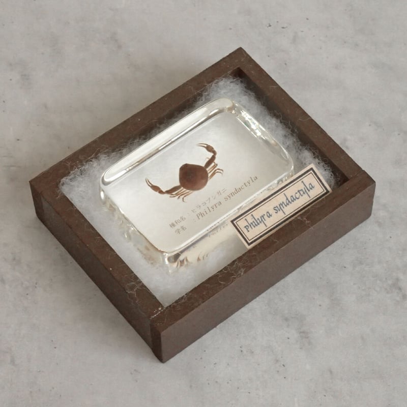 【本物】タラバガニ　標本 木製フレーム入り 大きめ 本物】タラバガニ 標本 木製フレーム入り 大きめ