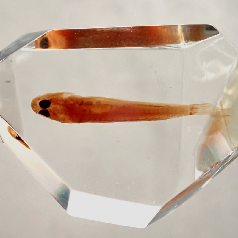 魚類樹脂封入標本 C (木製標本箱入り) | Atelier BIOTA