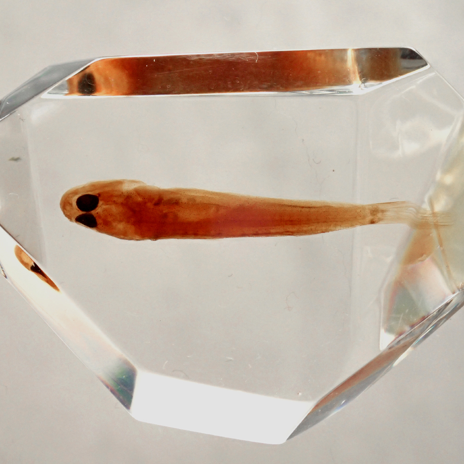 魚類樹脂封入標本 C (木製標本箱入り) | Atelier BIOTA
