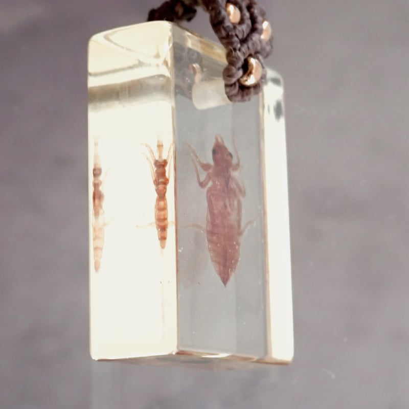 ヤゴ類樹脂封入標本ネックレス | Atelier BIOTA