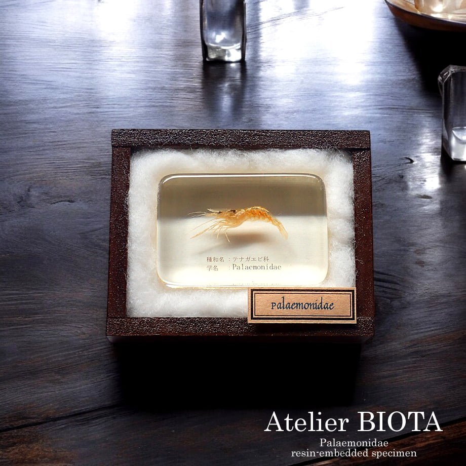 テナガエビ科の一種樹脂封入標本 M (木製標本箱入り) | Atelier BIOTA
