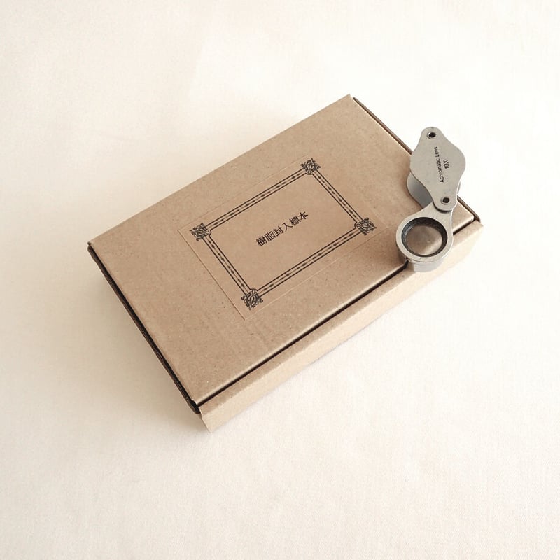 ヒラコブシガニ樹脂封入標本 M (木製標本箱入り) | Atelier BIOTA