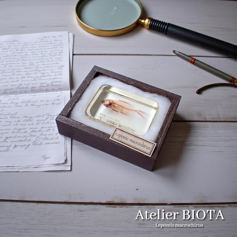 ブルーギル二重染色樹脂封入標本 M (木製標本箱入り) | Atelier BIOTA
