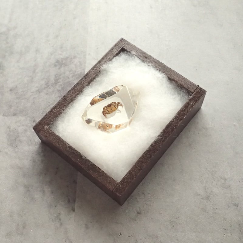 カニ類樹脂封入標本 C (木製標本箱入り) | Atelier BIOTA