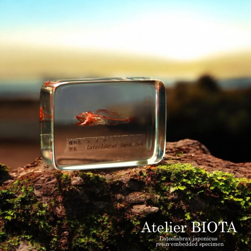 スズキ単色染色樹脂封入標本 M (木製標本箱入り) | Atelier BIOTA