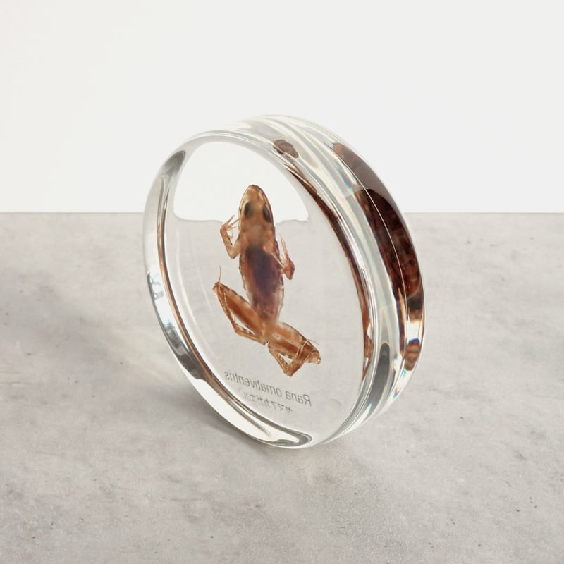 ヤマアカガエル樹脂封入標本 L (木製標本箱入り) | Atelier BIOTA