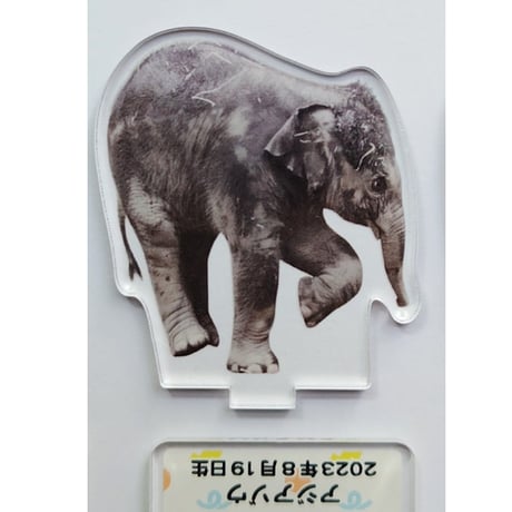円山動物園　アジアゾウ　タオ・パール　アクリルスタンド全種セット