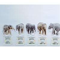 円山動物園　アジアゾウ　タオ・パール　アクリルスタンド　ばら売り