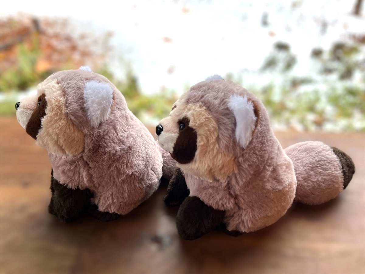 北海道限定 エゾタヌキぬいぐるみ | 円山動物園オフィシャルショップ