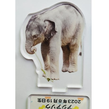 円山動物園　アジアゾウ　タオ・パール　アクリルスタンド全種セット