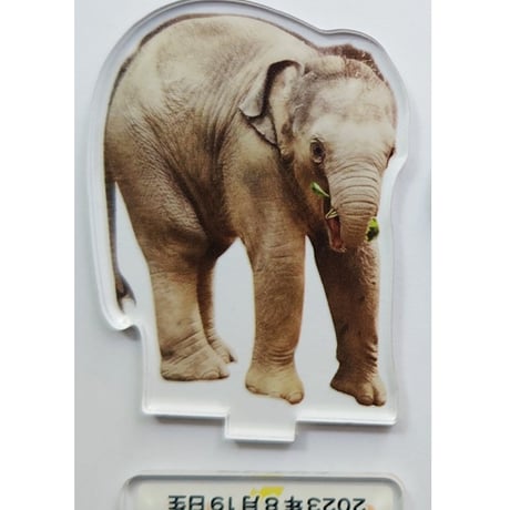 円山動物園　アジアゾウ　タオ・パール　アクリルスタンド全種セット