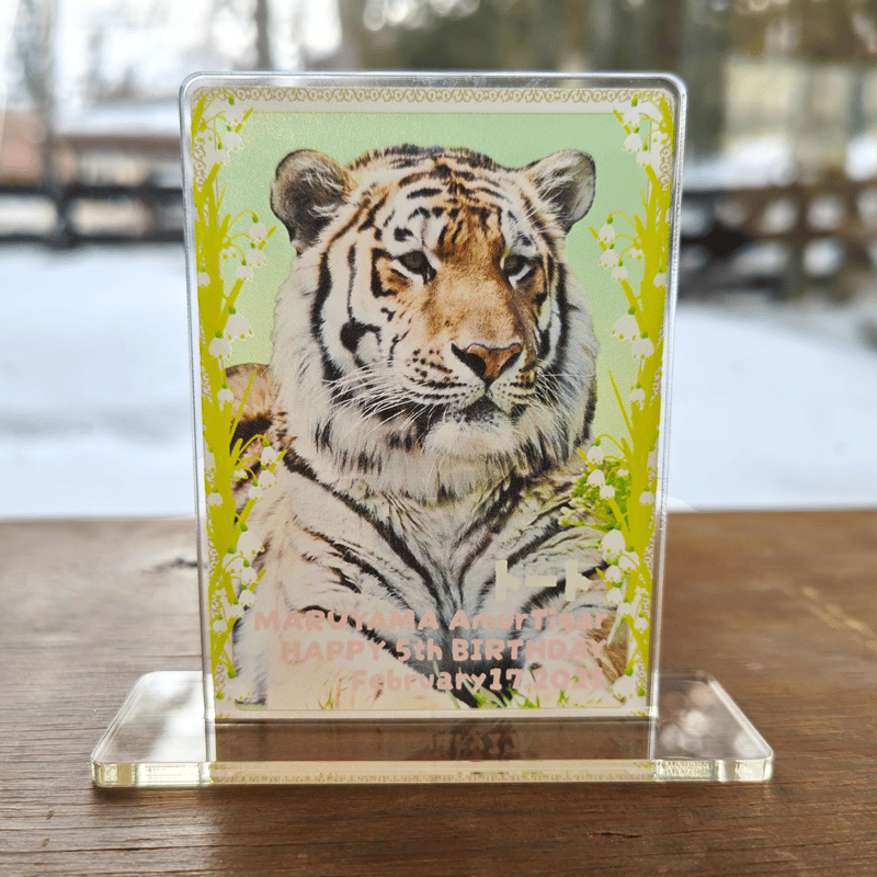 アムールトラ「トート」5さい記念 トレカ風アクリルスタンド | 円山