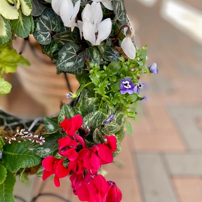 バラクラガーデンセンター】*生花苗のリースA | BARAKURAオンライン