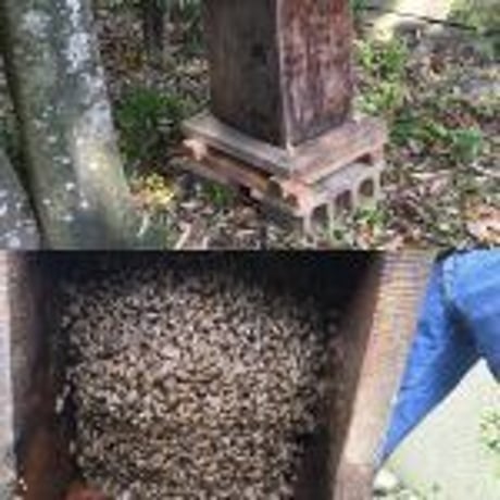 【小林市】最高級霧島地蜜120g