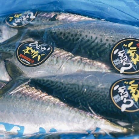 北浦町　(株)カネヲト　ひむか本鯖　鮮魚　2本