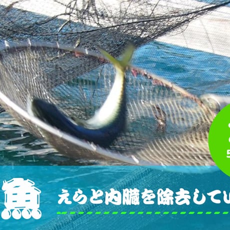 北浦町　(株)カネヲト　ひむか本鯖　鮮魚　2本