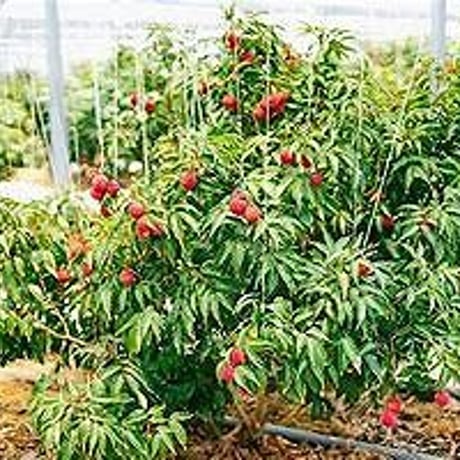 【新富町】販売予約受付開始！！宮崎県産　生ライチ　月の真珠　贈呈用　500g
