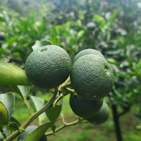 食卓を彩る、果汁たっぷりの香りの贈り物。　ひむか農園　HEBEZU　100％ストレートへべず果汁ギフト150ML×3本セット　【日向市】