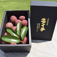 【新富町】販売予約受付開始！！宮崎県産　生ライチ　月の真珠　贈呈用　500g