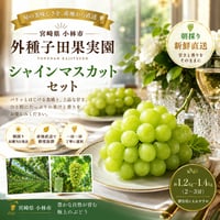 【小林市】外種子田農園　上級シャインマスカット※販売予約