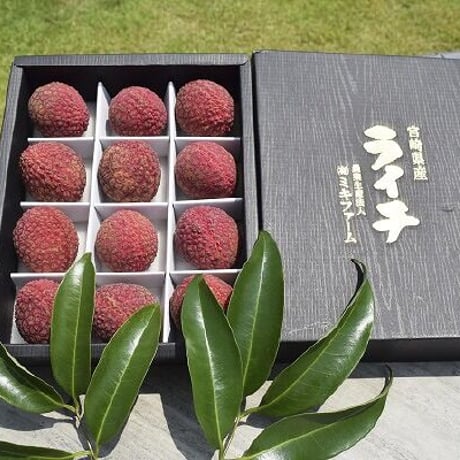 【新富町】販売予約受付開始！！50セット限定　宮崎県産　生ライチ　太陽の宝石　贈呈用　大粒12個　化粧箱入り
