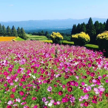 【小林市】最高級霧島地蜜120g