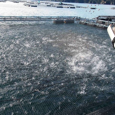 北浦町　(株)カネヲト　ひむか本鯖　鮮魚　2本