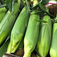 【西都市】日本一早出し 朝採れ産直スウィートコーン　4.8ｋ　12本～14本