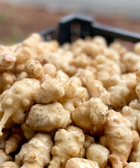 キクイモ粉末100g