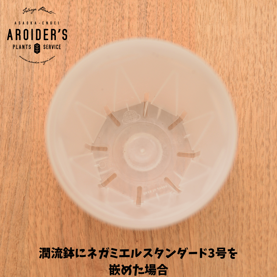 潤流鉢 3.5号 クリア 4鉢セット | 花森家-1号店-