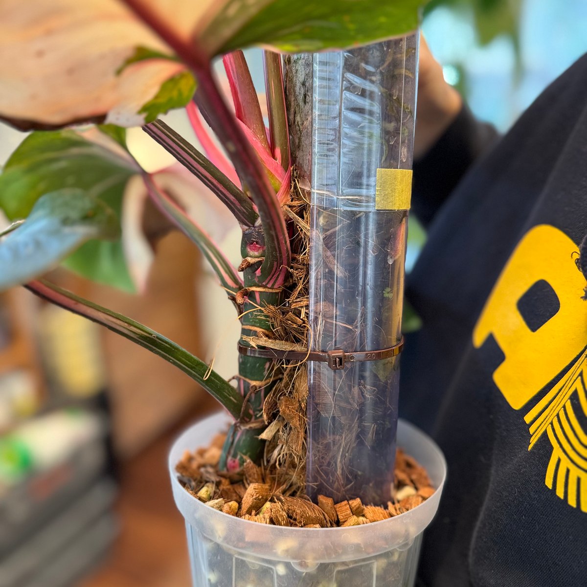 ねこ型登り棒 L/長さ 50cm | 花森家-1号店-