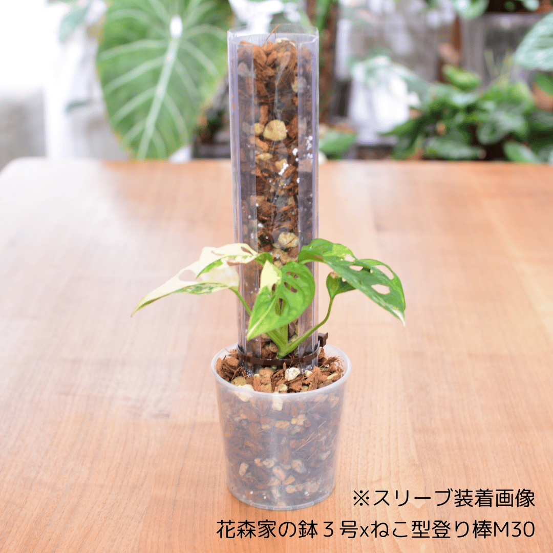 フロリダビューティー 花森園芸猫チップ、透明鉢、猫型登り棒 フロリダビューティー 花森園芸猫チップ、透明鉢、猫型登り棒