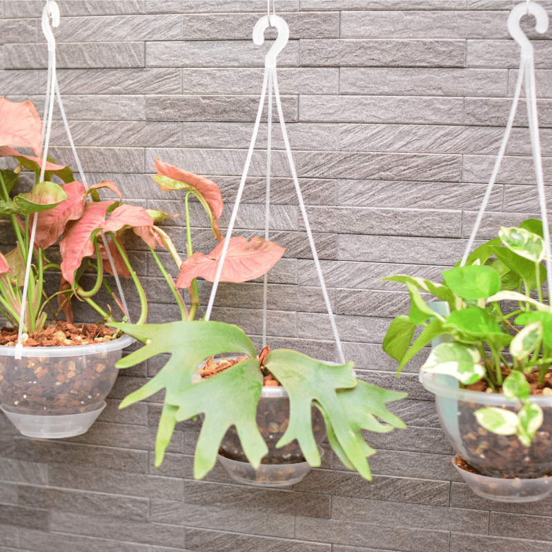 透明鉢《 NEgamieru 》 AIR 5号 1鉢 | 花森家-1号店-