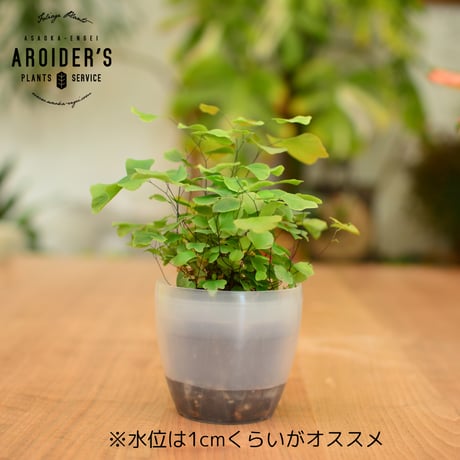 潤流鉢 3.5号 クリア 4鉢セット