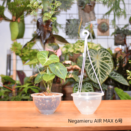 透明鉢《 NEgamieru 》 AIR Max 6号 1鉢