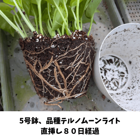 テルノソイル　1袋5リットル