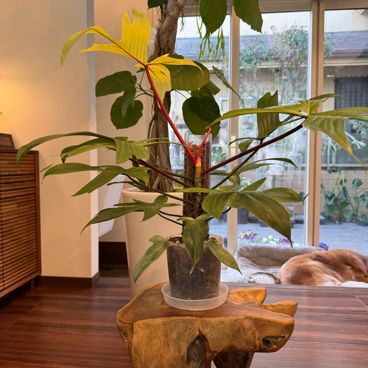 ねこ型登り棒 M/長さ 30cm | 花森家-1号店-