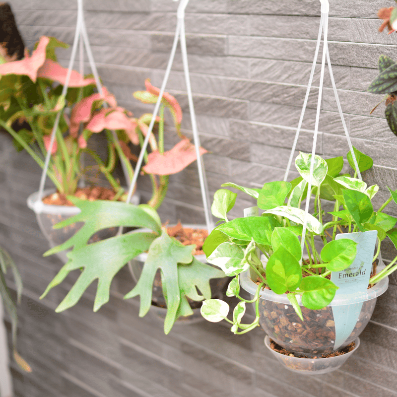 透明鉢《 NEgamieru 》 AIR 5号 1鉢 | 花森家-1号店-