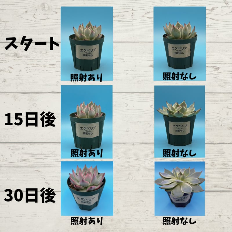 照明】EVER SUN 365 | 花森家 オンラインストア