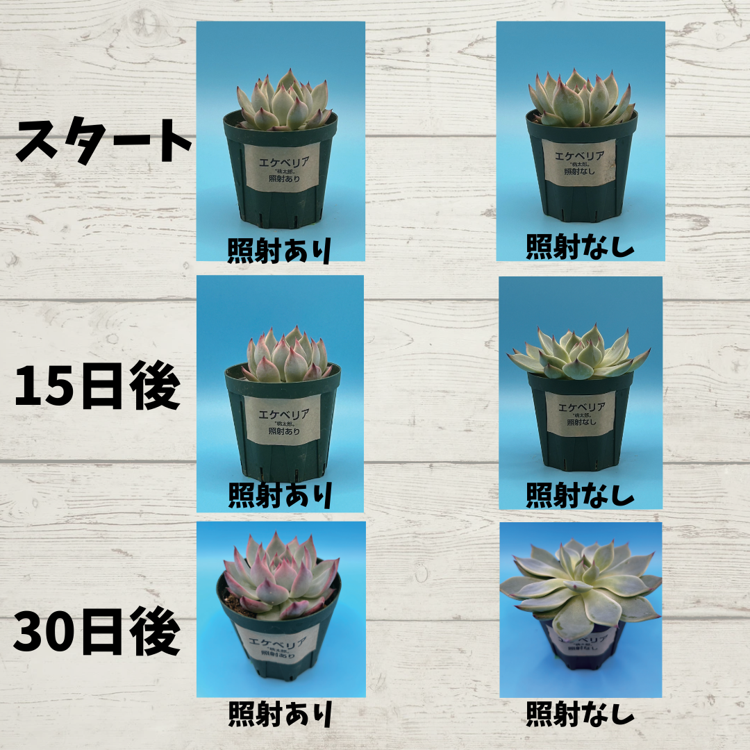 【イーブイ】長生灸 ライト914壮 61h0iEFU+yL._AC_UL210_SR210,