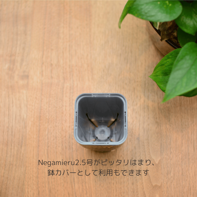 Neo Put 2.5号 10鉢セット | 花森家-1号店-