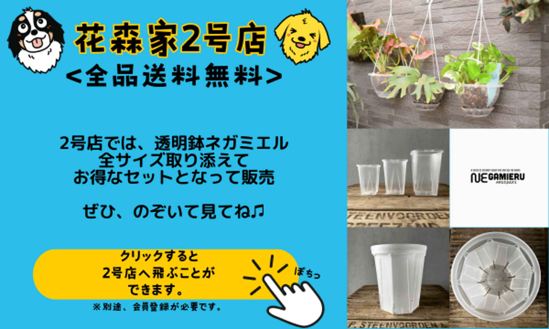 モンステラ レガシー(レガシィ) 6号鉢 ねこチップ 透明スリット鉢