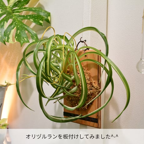 DECOITA｜植物着生専用オリジナル板